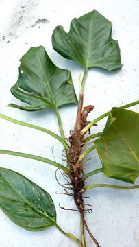 Sivun Philodendron fragrantissimum (Hook.) G. Don kuva