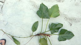 Image of shortstem philodendron