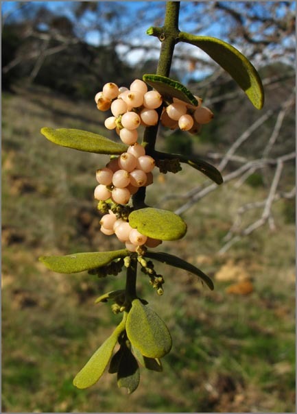 Image of oak mistletoe