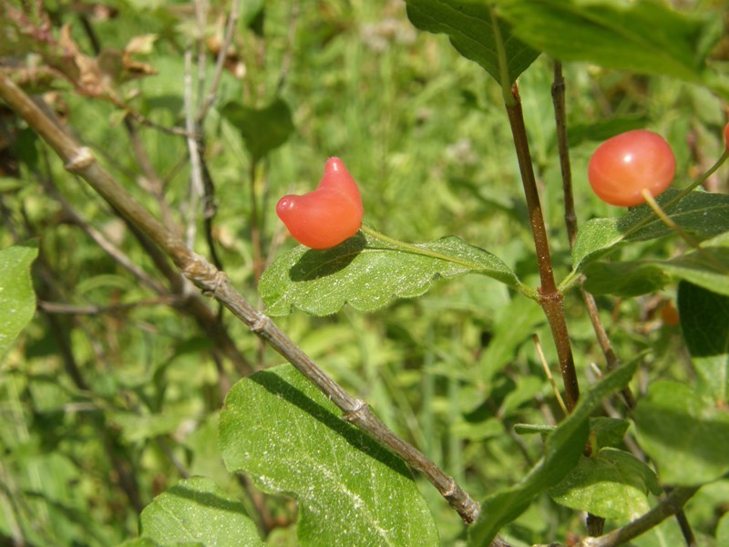 Image of purpleflower honeysuckle