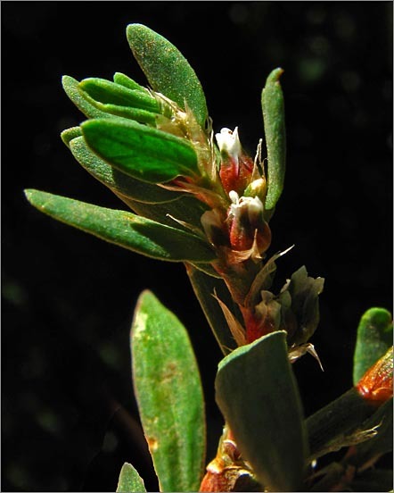 <i>Polygonum aviculare</i> ssp. <i>depressum</i>的圖片