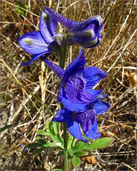 Image of coastal larkspur