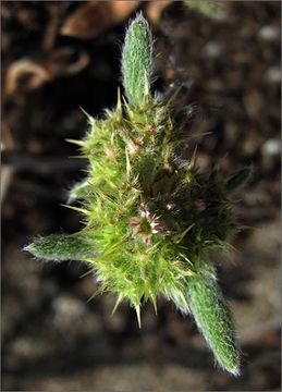 Image of San Francisco spineflower