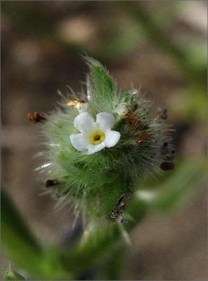 Слика од Cryptantha leiocarpa (Fisch. & C. A. Mey.) Greene