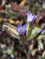 Image of manyleaf gilia