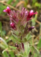 Image of broadleaf glandweed