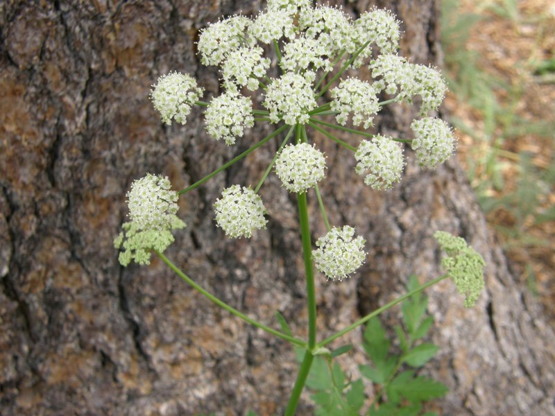 Ligusticum grayi Coult. & N. E. Rose resmi