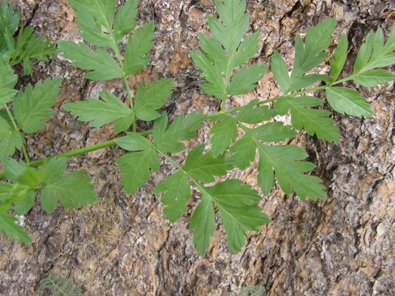 Image of Gray's licorice-root