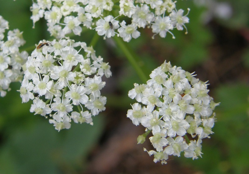 Ligusticum grayi Coult. & N. E. Rose resmi