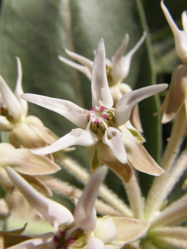 Image of showy milkweed