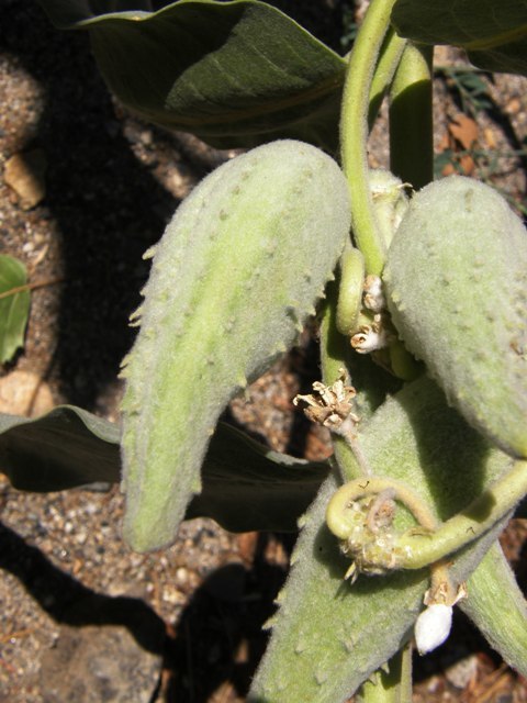 Image of showy milkweed