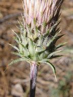 Image of rose thistle