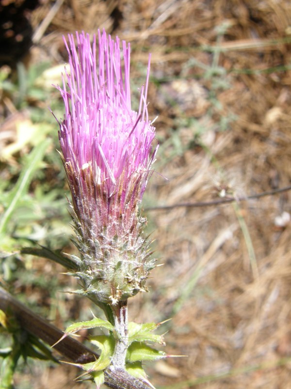 Image of rose thistle