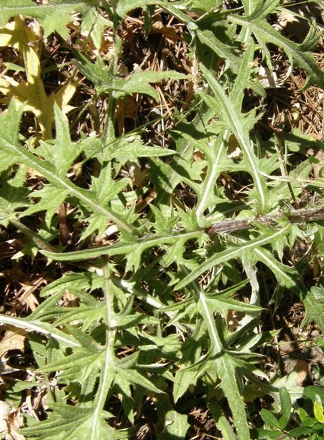 Imagem de Cirsium andersonii (A. Gray) Petr.