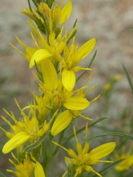 Слика од Ericameria bloomeri (A. Gray) Macbr.