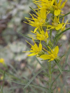 Image of rabbitbush