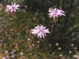 Plancia ëd Lessingia leptoclada A. Gray