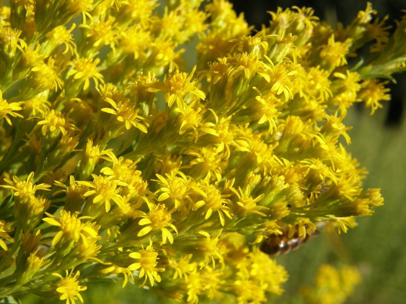 Image of <i>Solidago lepida</i> var. <i>salebrosa</i>