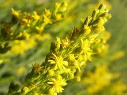 Image of <i>Solidago lepida</i> var. <i>salebrosa</i>