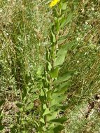 Image of <i>Solidago lepida</i> var. <i>salebrosa</i>