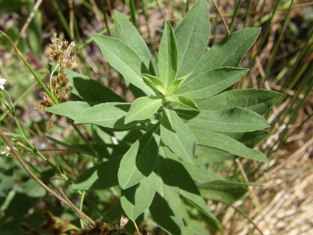 Image of <i>Solidago lepida</i> var. <i>salebrosa</i>