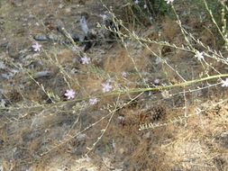 صورة Stephanomeria virgata subsp. pleurocarpa (Greene) Gottlieb