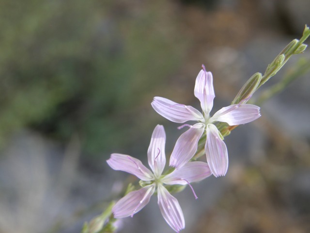 صورة Stephanomeria virgata subsp. pleurocarpa (Greene) Gottlieb