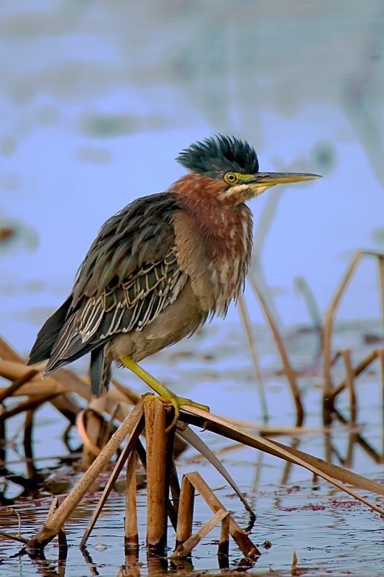 Butorides virescens (Linnaeus 1758) resmi