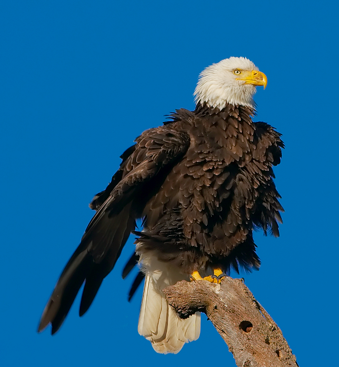 Bald Eagle - Encyclopedia of Life