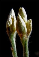 Image of Wright's cudweed