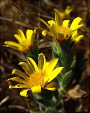 Image of sessileflower false goldenaster