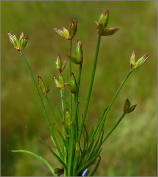 Imagem de Juncus bufonius L.