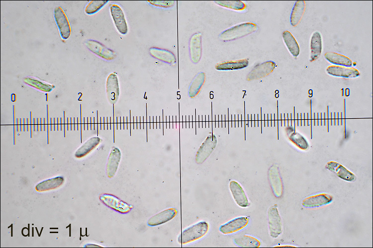 Image of Gloeophyllum odoratum (Wulfen) Imazeki 1943