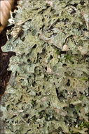 Слика од Lobaria pulmonaria (L.) Hoffm.