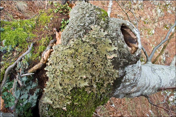 Слика од Lobaria pulmonaria (L.) Hoffm.