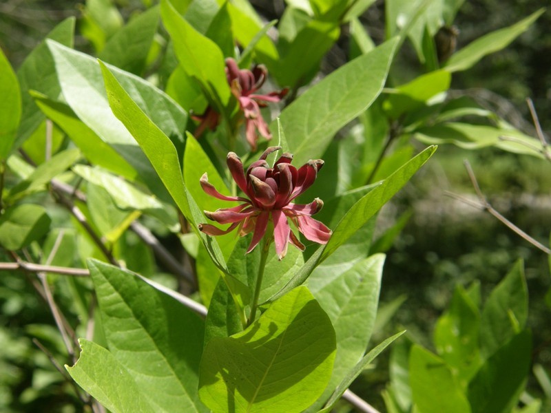 Image of western sweetshrub