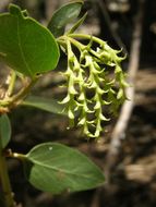 Image of greenleaf manzanita