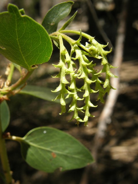 Imagem de Arctostaphylos patula Greene