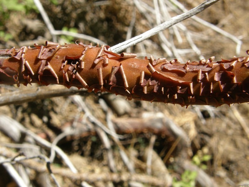 Image de Arctostaphylos patula Greene