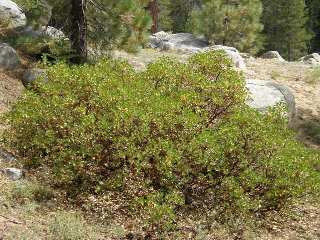 Image de Arctostaphylos patula Greene