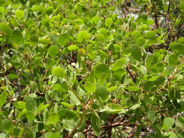 Imagem de Arctostaphylos patula Greene