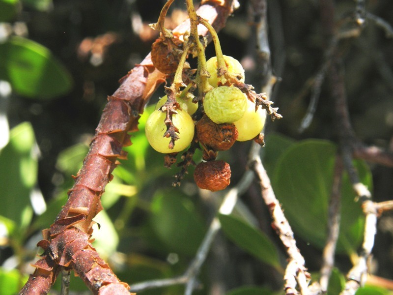 Image of greenleaf manzanita