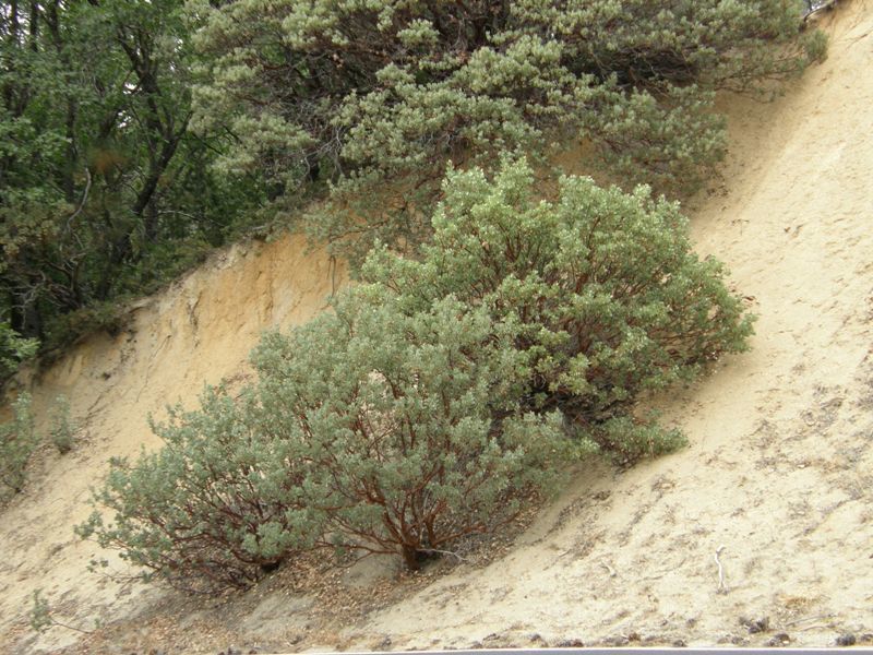 Arctostaphylos viscida subsp. mariposa (Dudley) P. V. Wells resmi