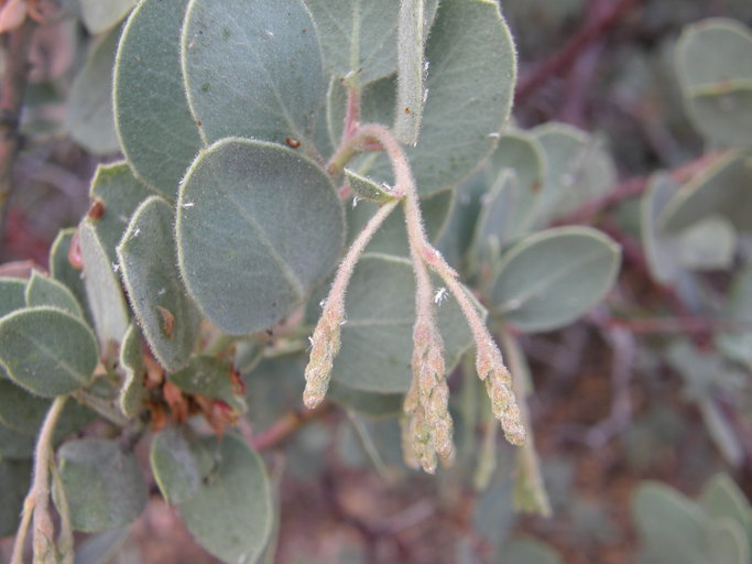 Arctostaphylos viscida subsp. mariposa (Dudley) P. V. Wells resmi