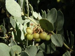 Arctostaphylos viscida subsp. mariposa (Dudley) P. V. Wells resmi