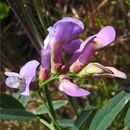 Sivun Vicia americana Willd. kuva