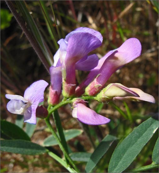 Image of American vetch