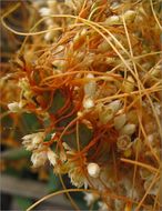 Image of chaparral dodder