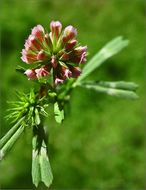 Image de Trifolium bifidum A. Gray