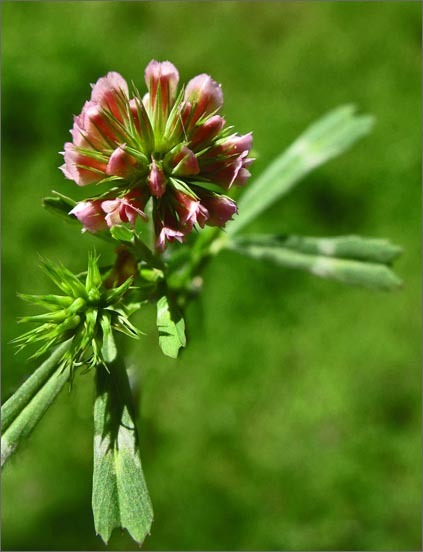 Image de Trifolium bifidum A. Gray